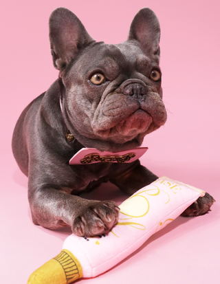 Základní hračka pro psy